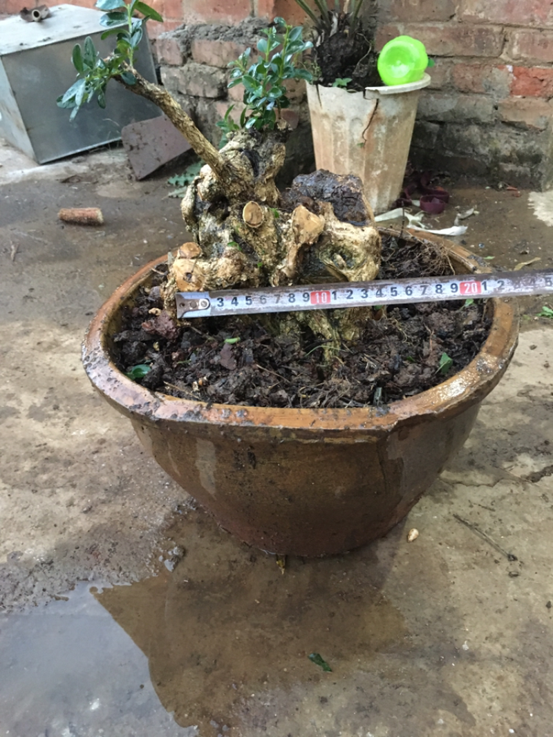 黄杨盆景不含盆30~50cm