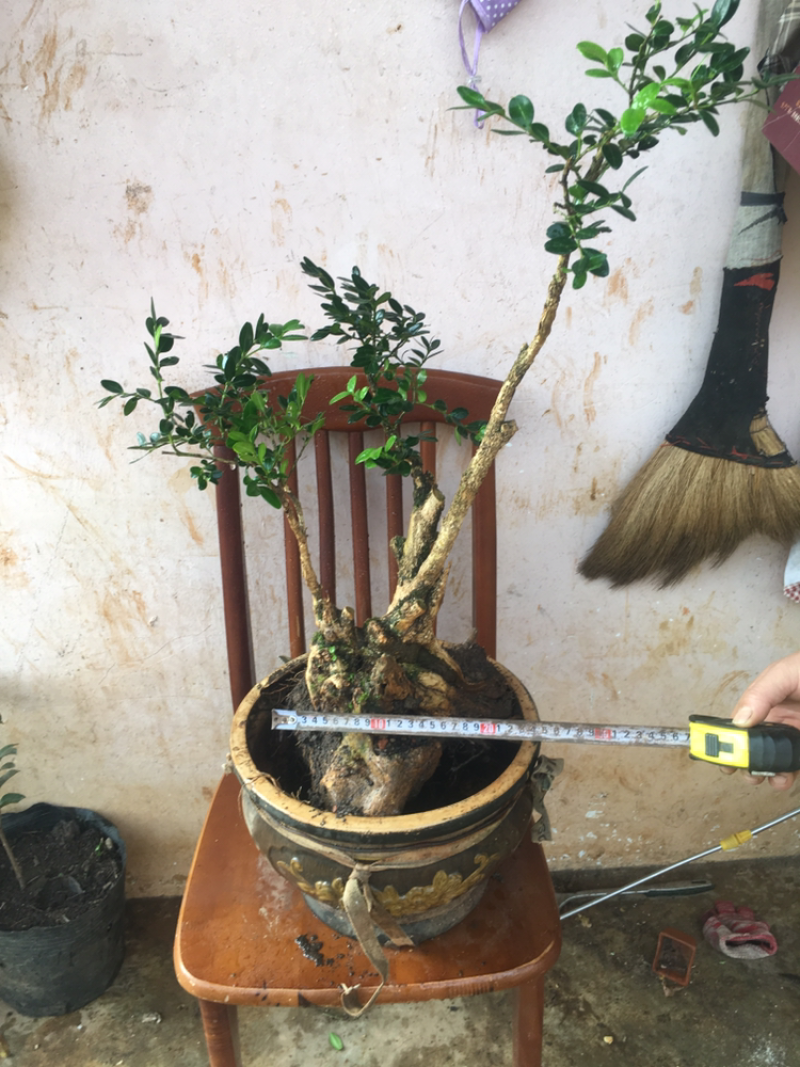 黄杨盆景不含盆30~50cm
