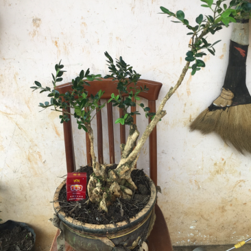 黄杨盆景不含盆30~50cm