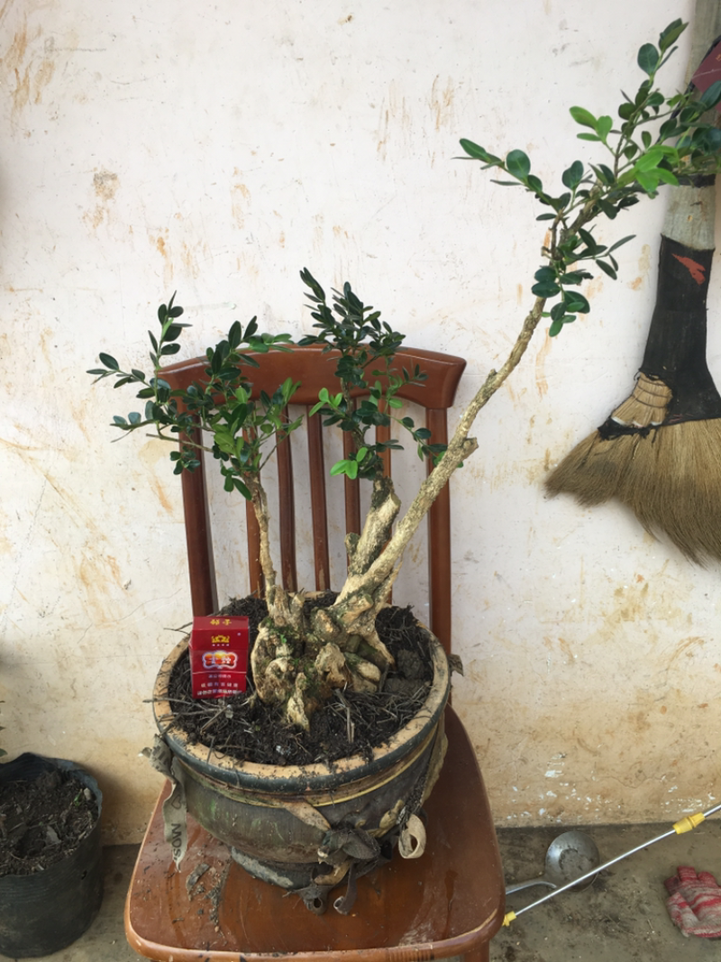 黄杨盆景不含盆30~50cm