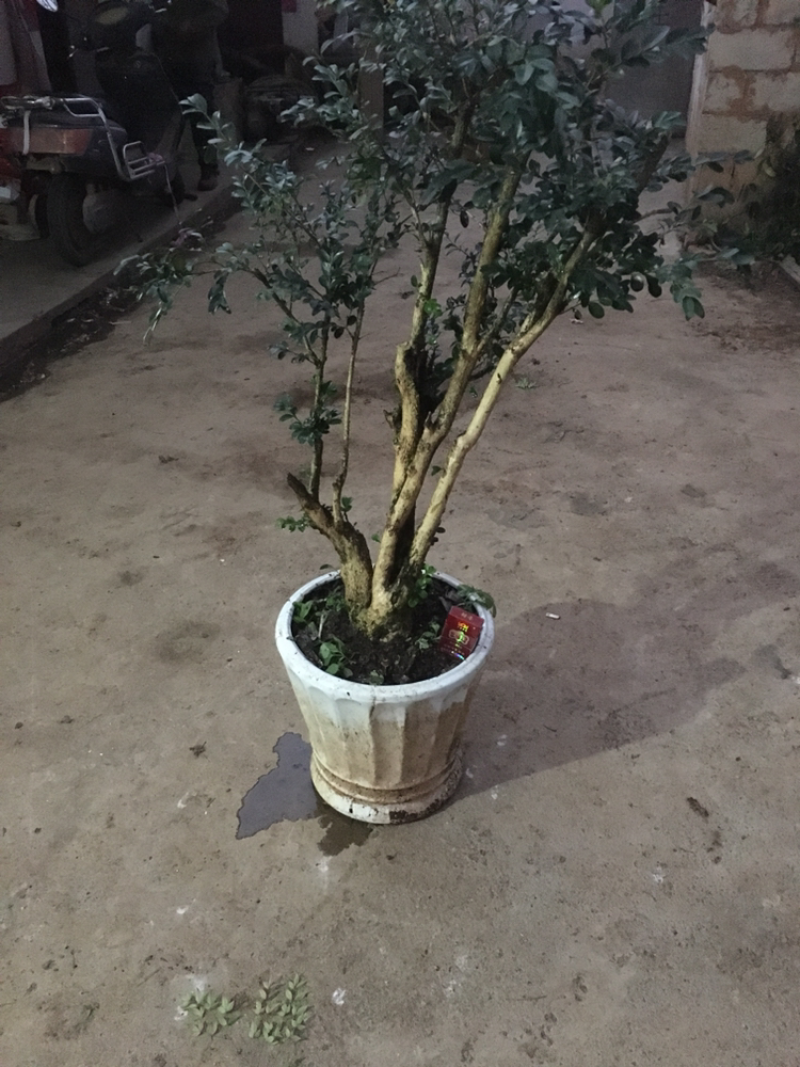 黄杨盆景不含盆30~50cm