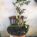 黄杨盆景不含盆30~50cm