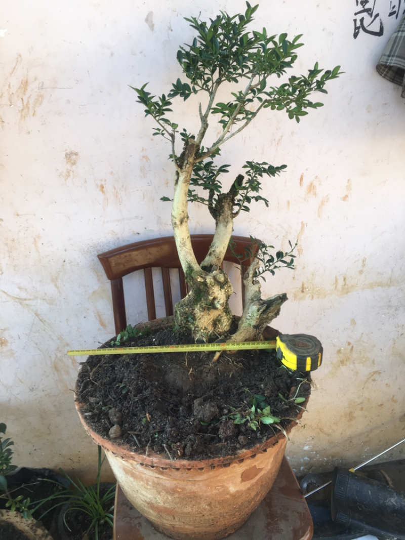 黄杨盆景不含盆30~50cm