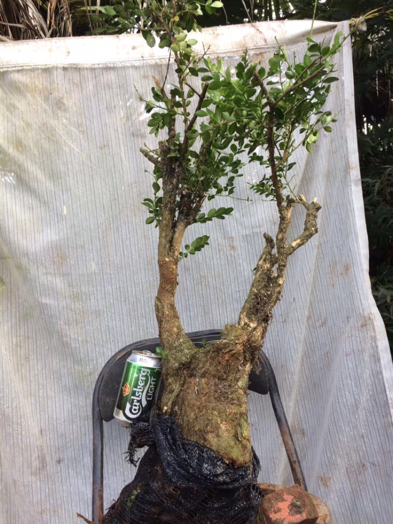 黄杨盆景不含盆30~50cm