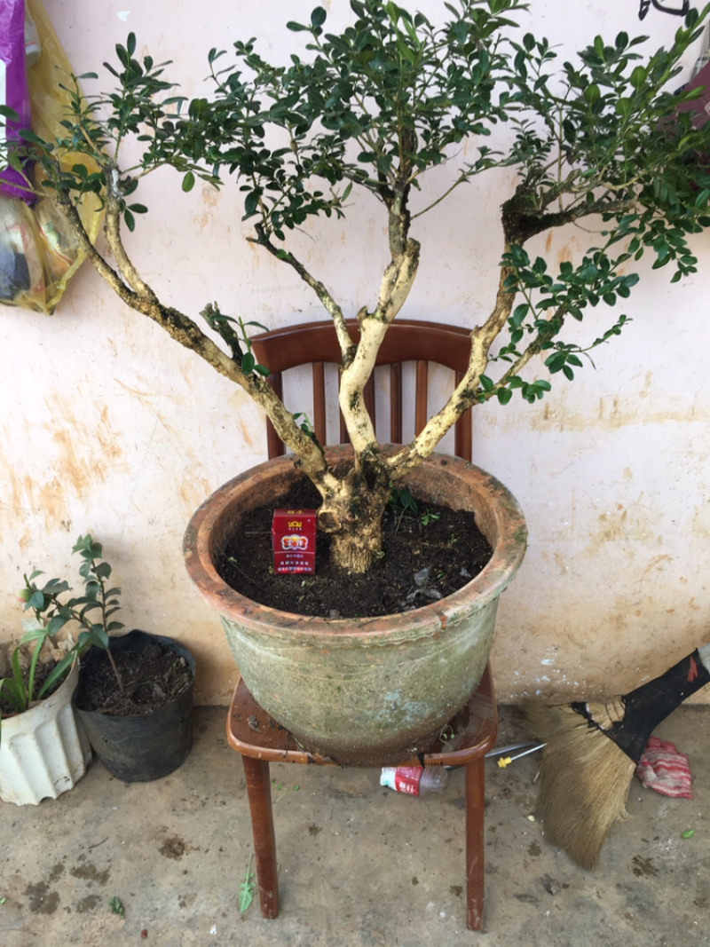 黄杨盆景不含盆30~50cm