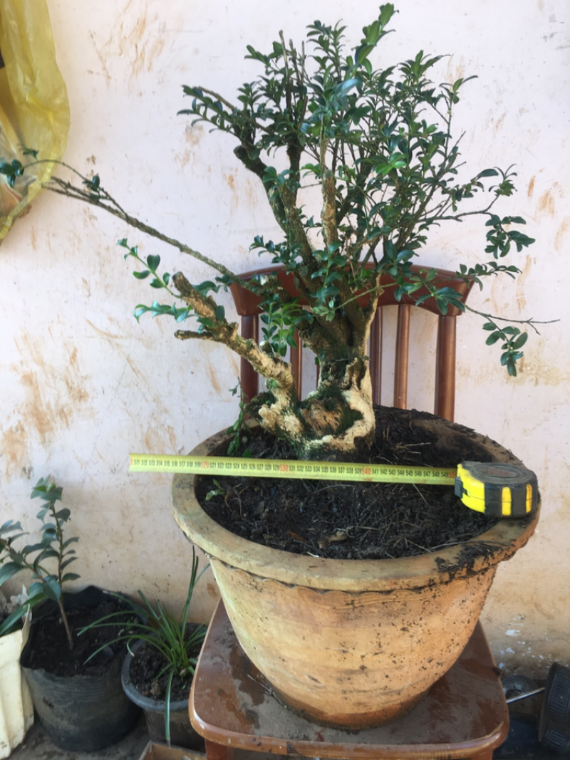 黄杨盆景不含盆30~50cm