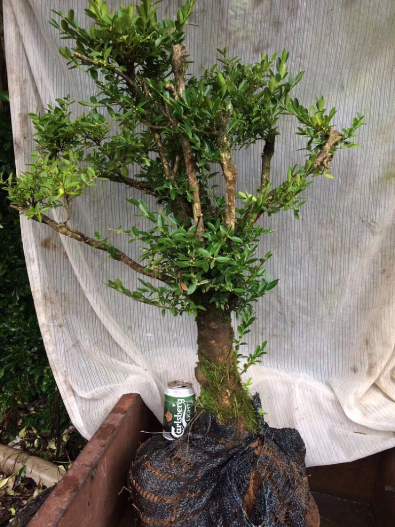 黄杨盆景不含盆30~50cm