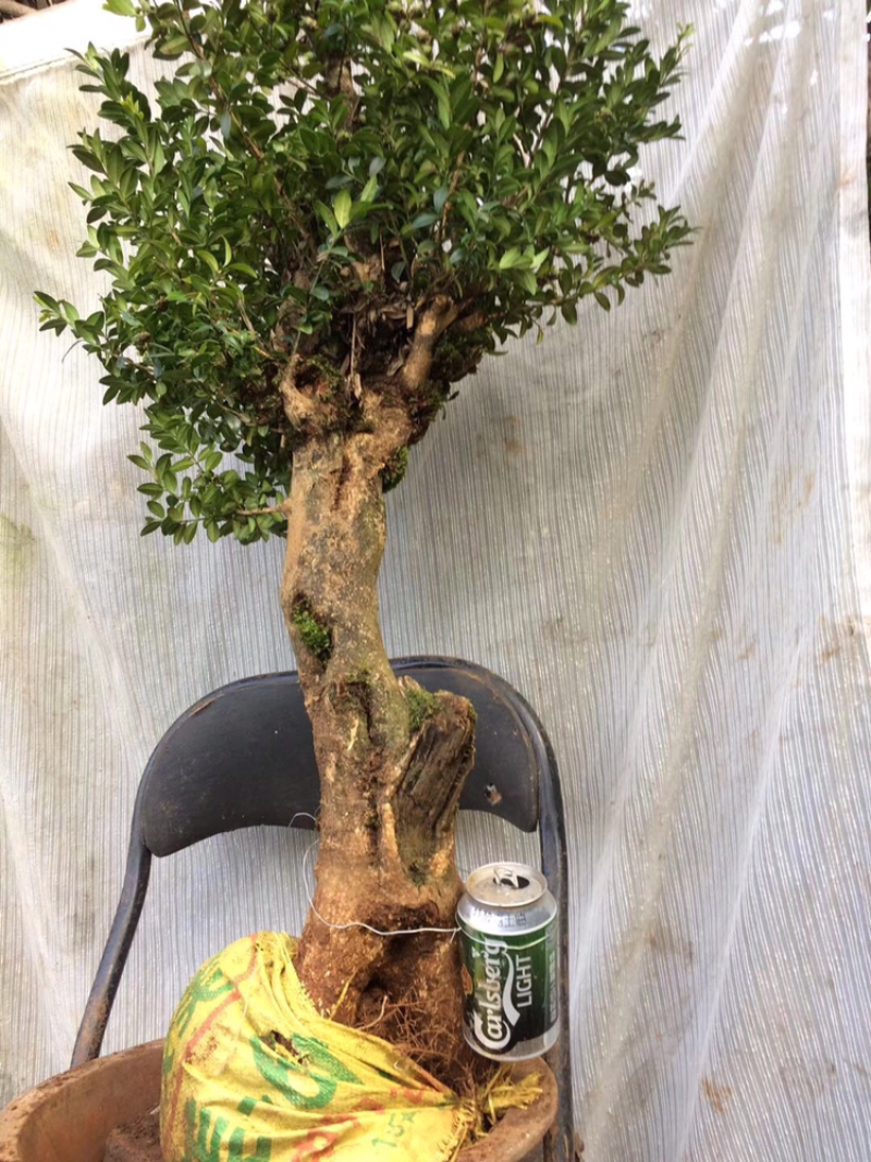 黄杨盆景不含盆30~50cm
