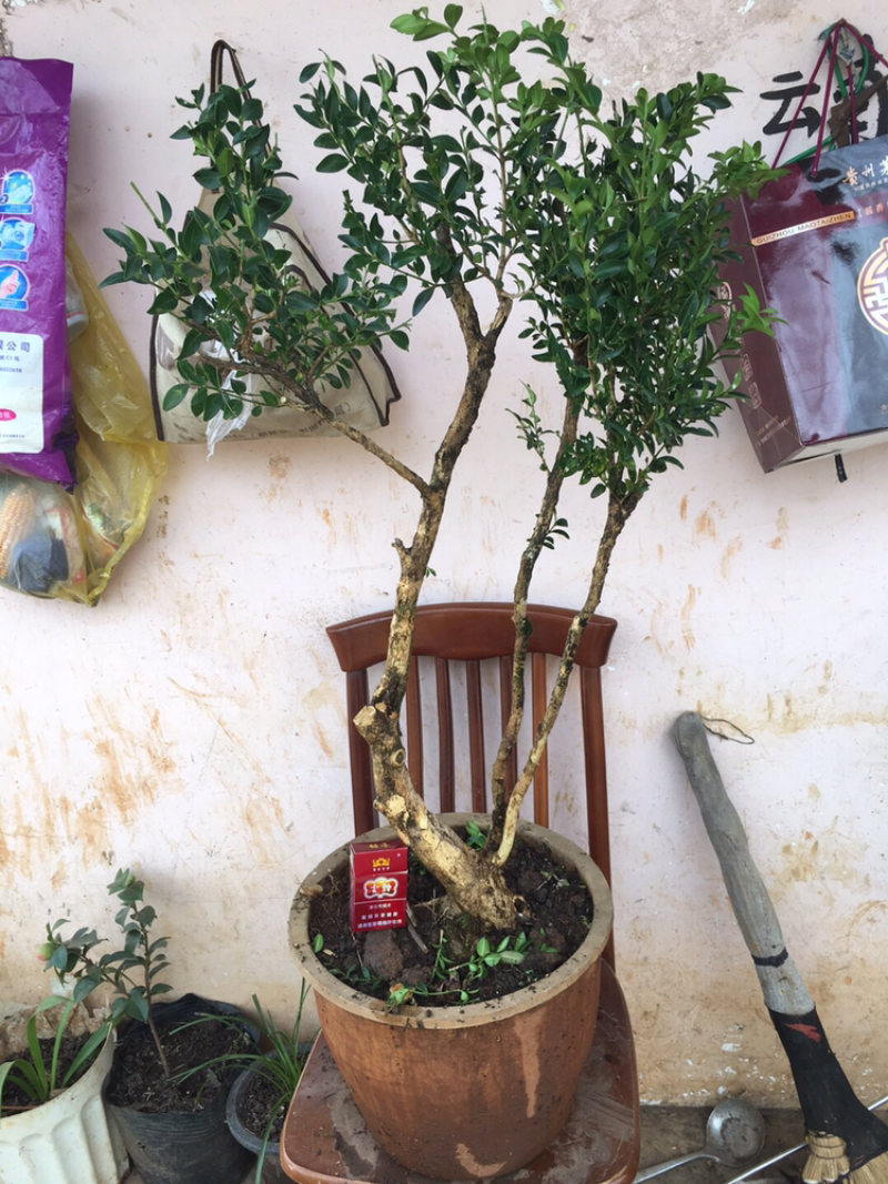 黄杨盆景不含盆30~50cm