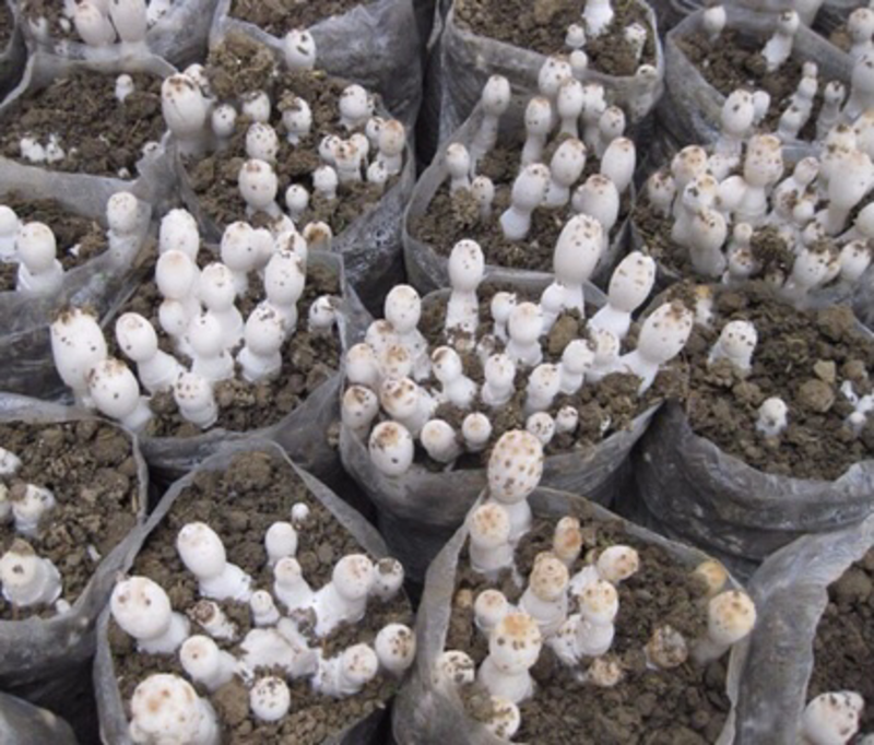 鸡腿菇菌种栽培种原种