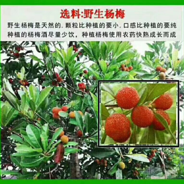 杨梅竹酒