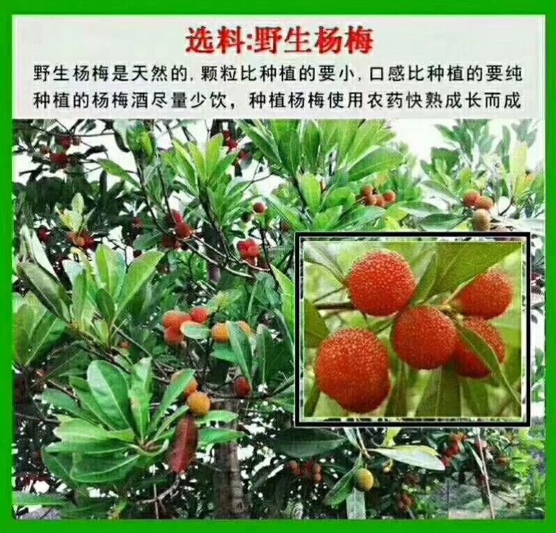 杨梅竹酒