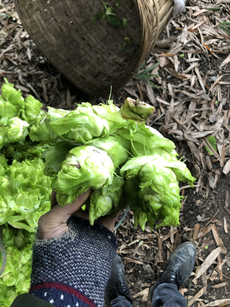 精品本地儿菜大量上市