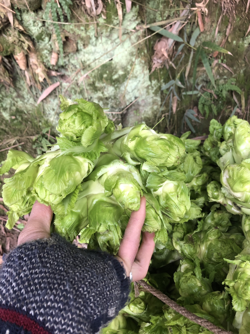 精品本地儿菜大量上市