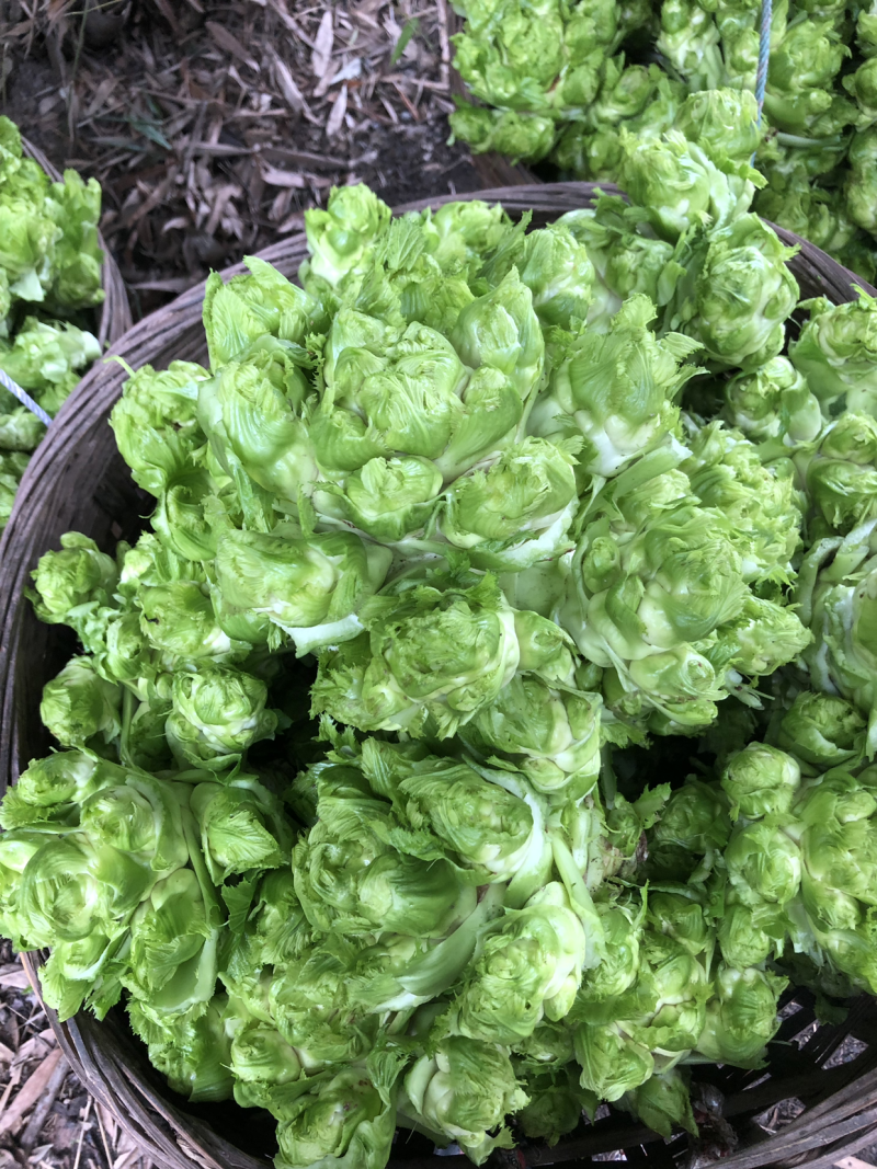 精品本地儿菜大量上市