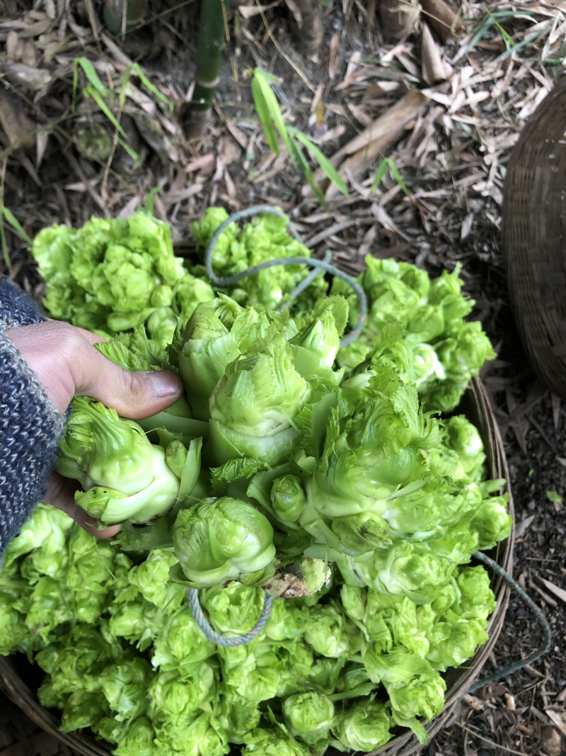 精品本地儿菜大量上市