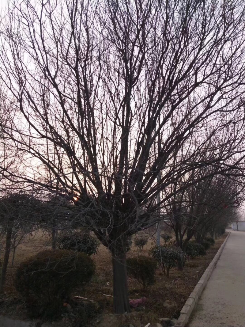 紫叶李