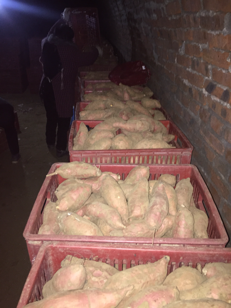 烟薯253两以上小红薯红心