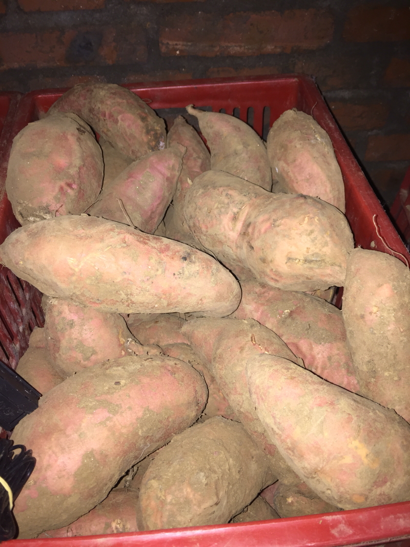 烟薯253两以上小红薯红心