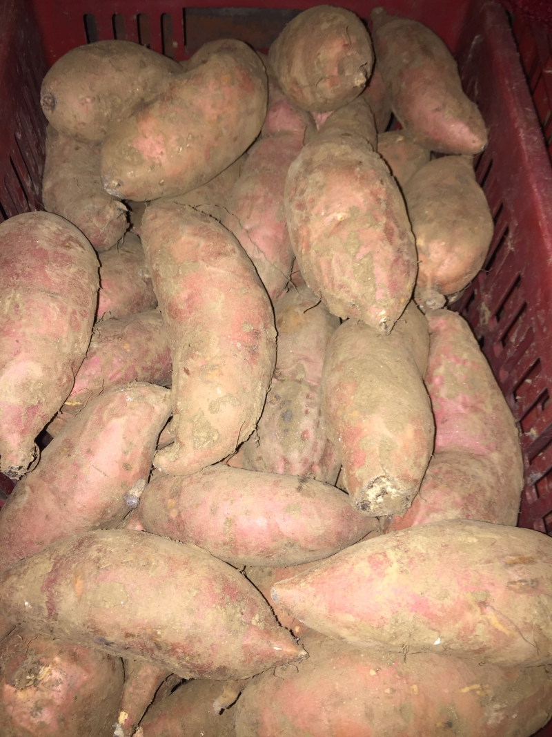 烟薯253两以上小红薯红心