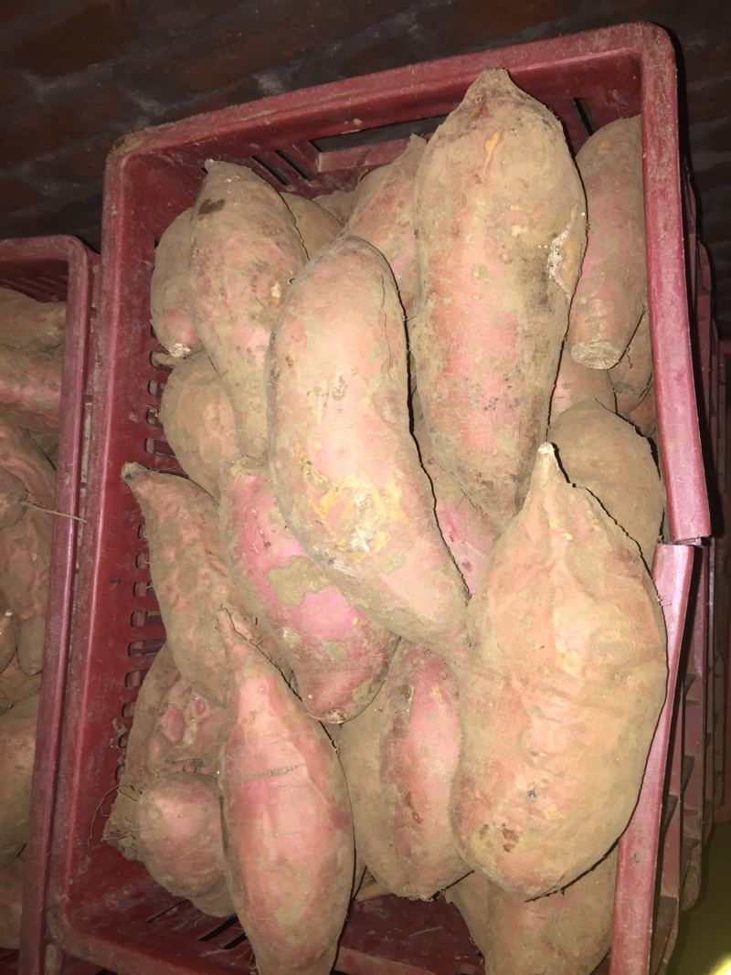 烟薯253两以上小红薯红心