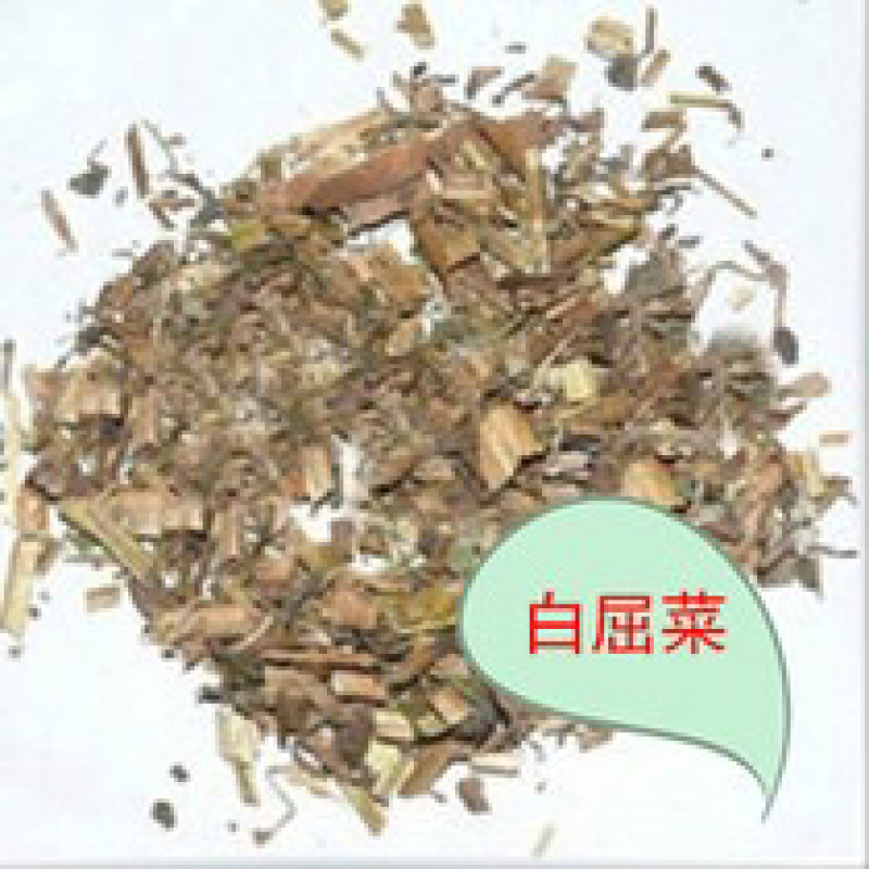 白屈菜