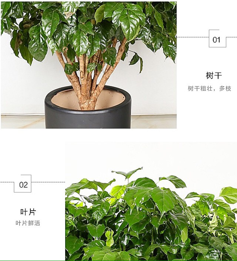 绿宝树