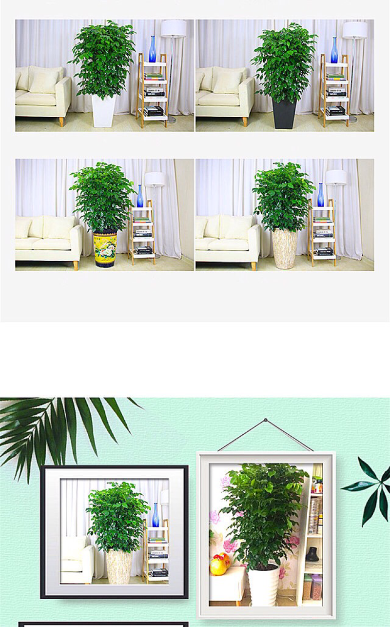 绿宝树
