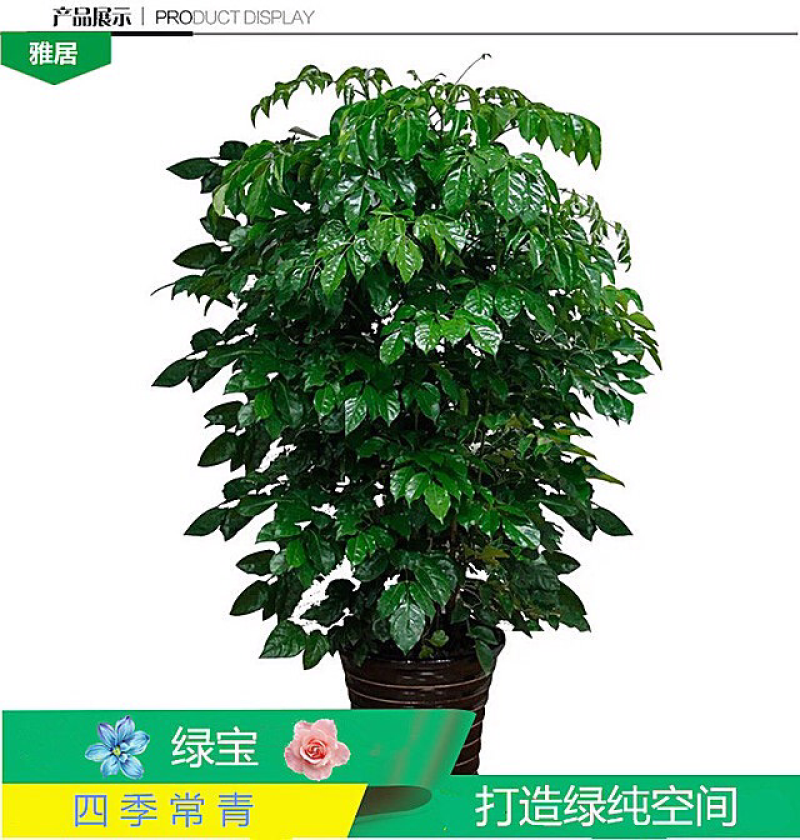 绿宝树