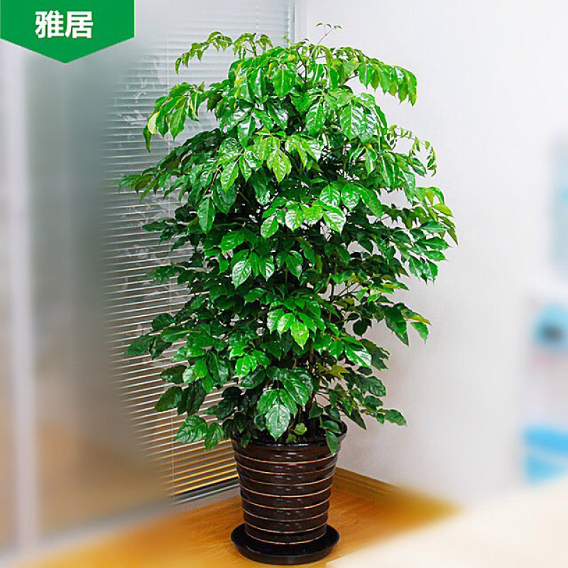 绿宝树