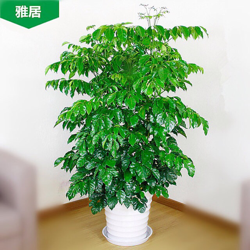 绿宝树