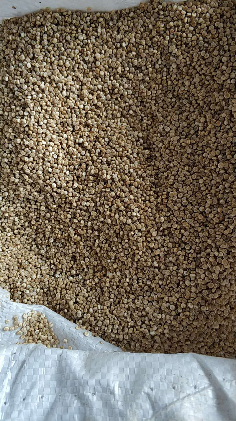 青海条藜500克黎麦真空包装高原白藜麦米次条藜