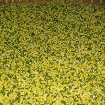 野菊花
