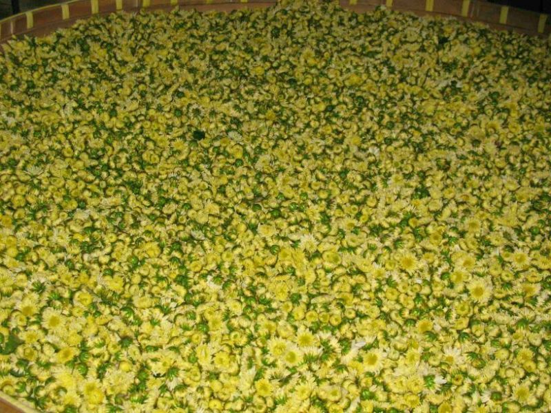 野菊花