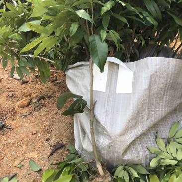 糯米糍荔枝苗杯苗口感细腻香甜