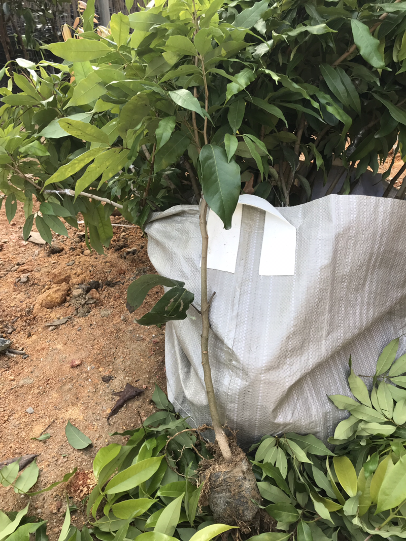 糯米糍荔枝苗杯苗口感细腻香甜
