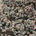 210#劳尔