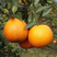 年桔潮州柑柑子桔子橙子全国各地水果