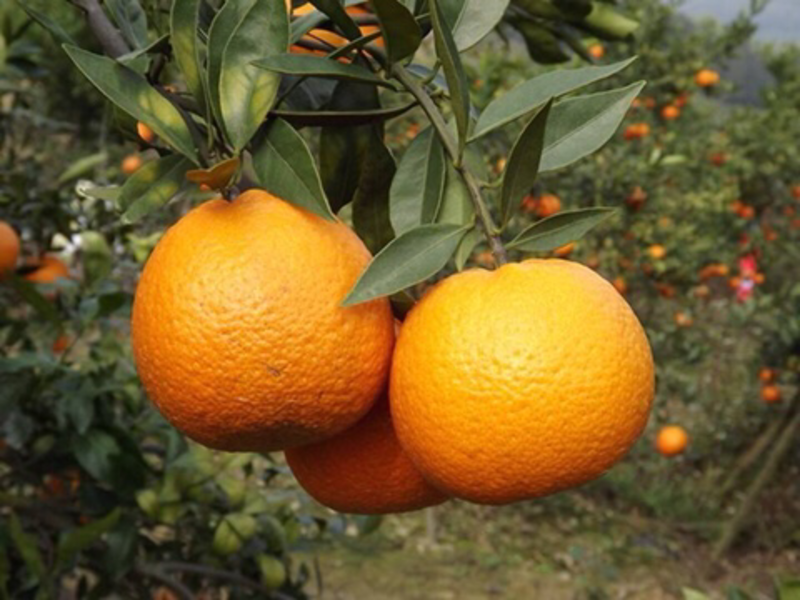 年桔潮州柑柑子桔子橙子全国各地水果