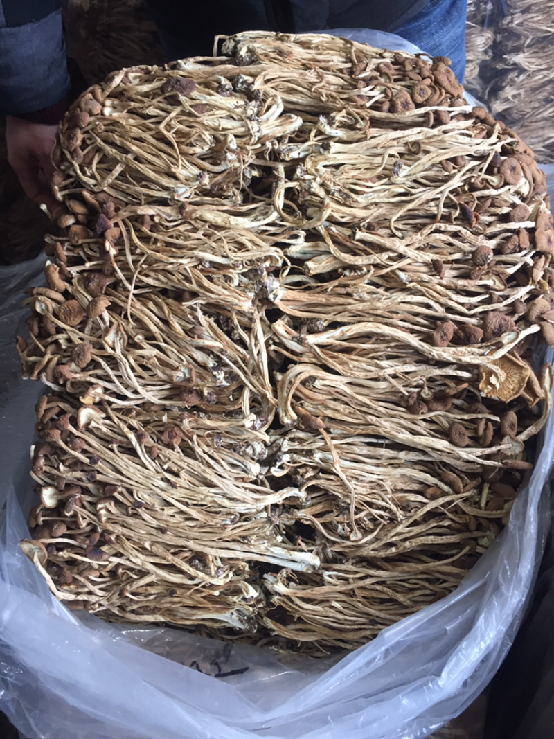 茶树菇