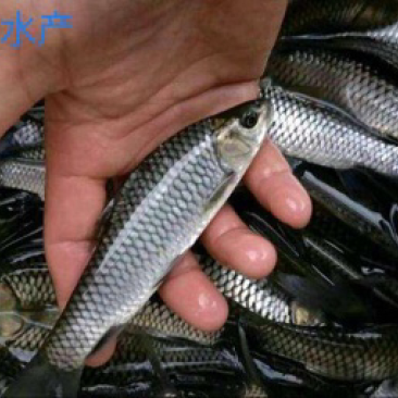 长期供应青鱼苗