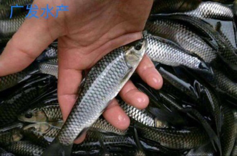 长期供应青鱼苗