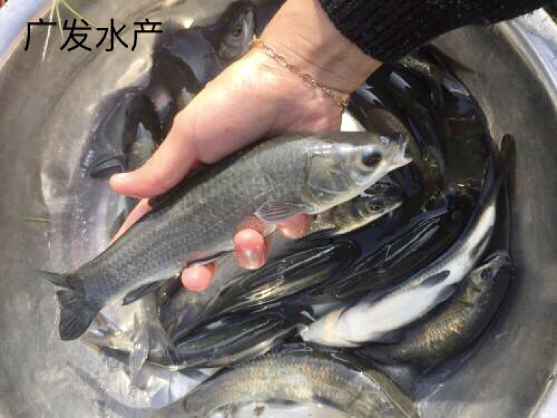 长期供应青鱼苗