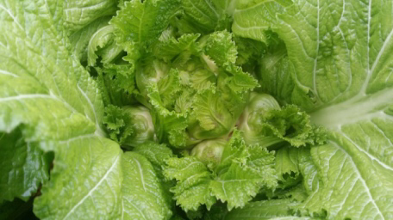 儿菜