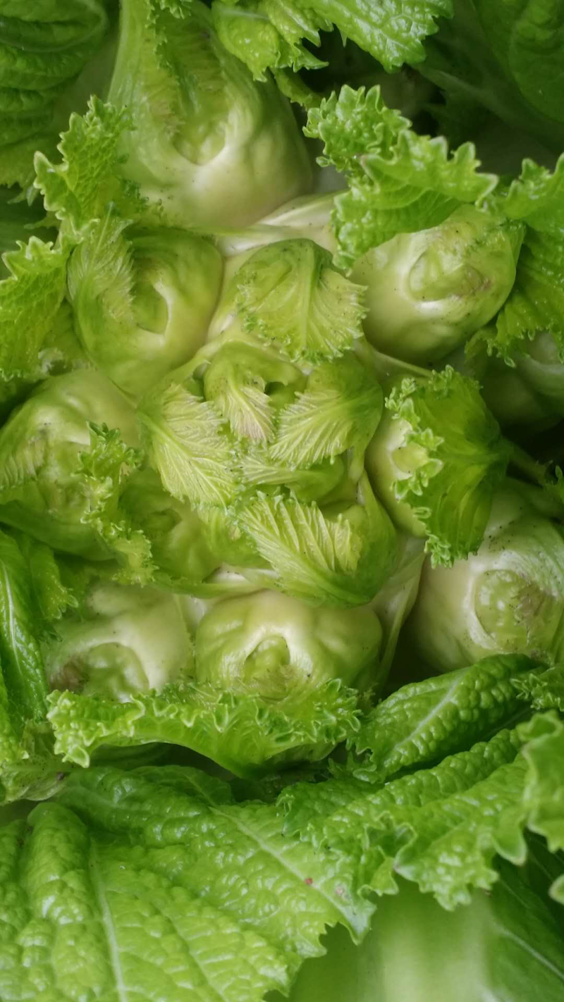 儿菜