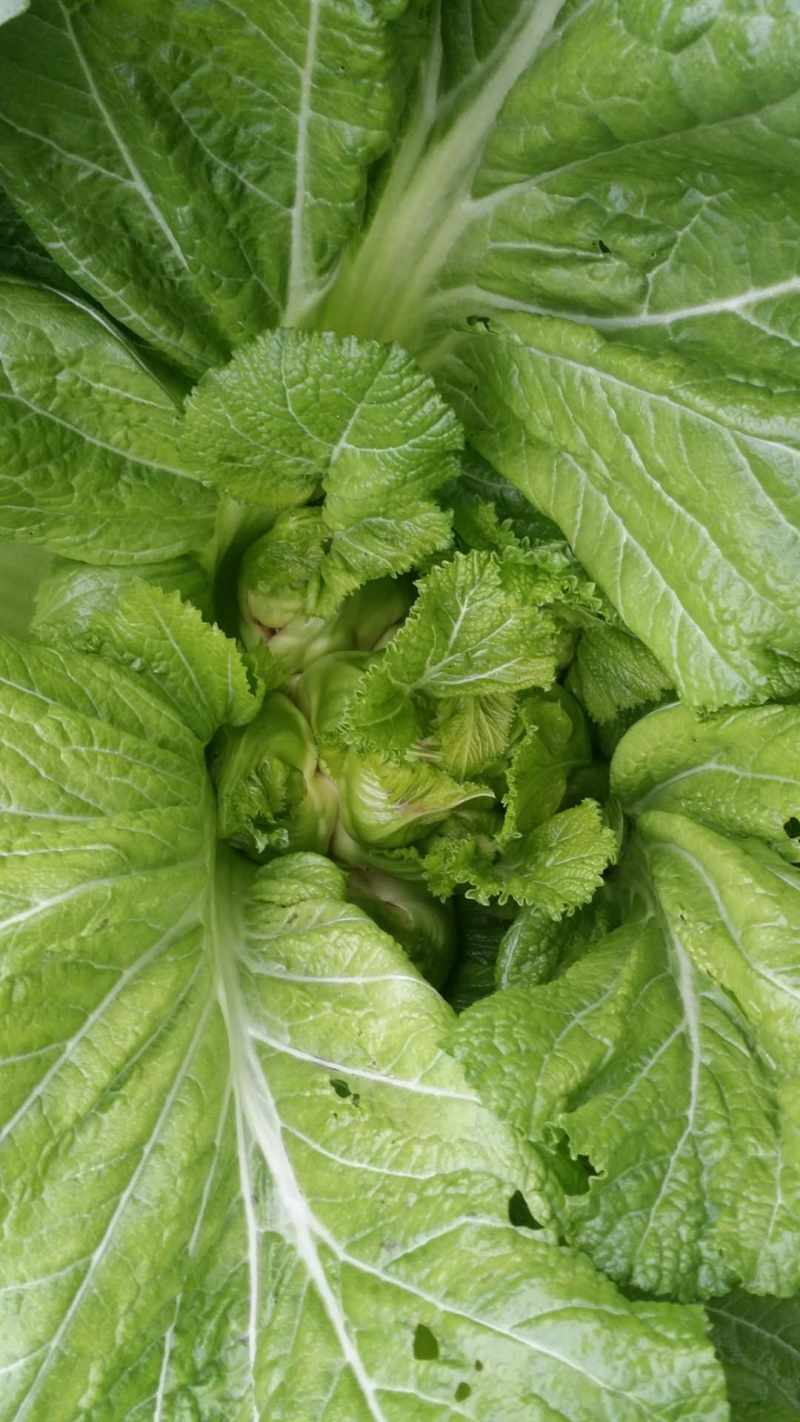 儿菜