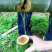 茅台镇原生态竹筒酒