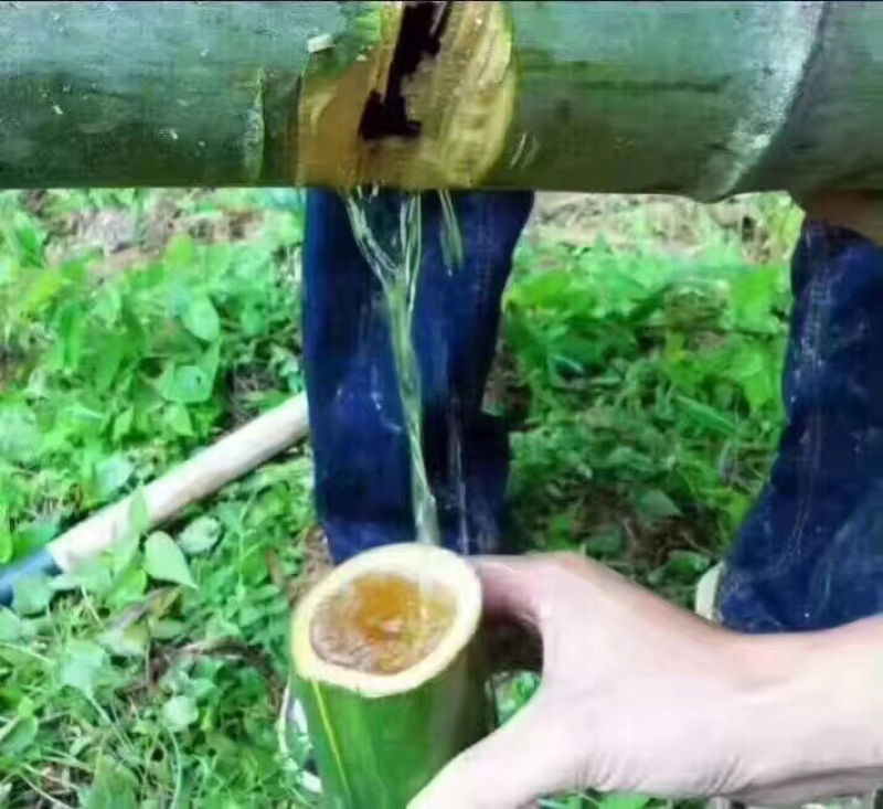 茅台镇原生态竹筒酒