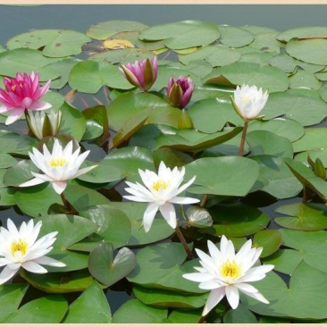 睡莲，红花，白花，黄花，精品睡莲苗，批发价