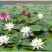 睡莲，红花，白花，黄花，精品睡莲苗，批发价